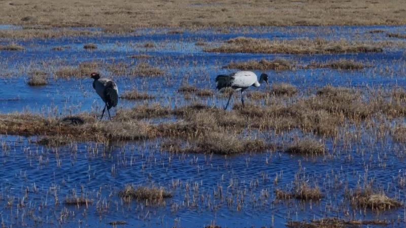 开启“春日之约”！若尔盖迎来候鸟“返程高峰”