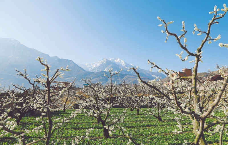 生机盎然的春日画卷在茂县大地徐徐展开
