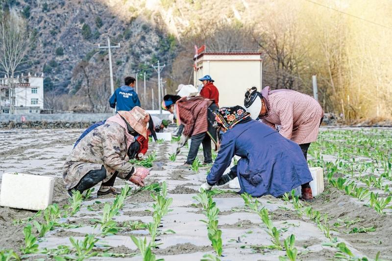 丹巴县：多举措按下春耕备耕“农忙键”