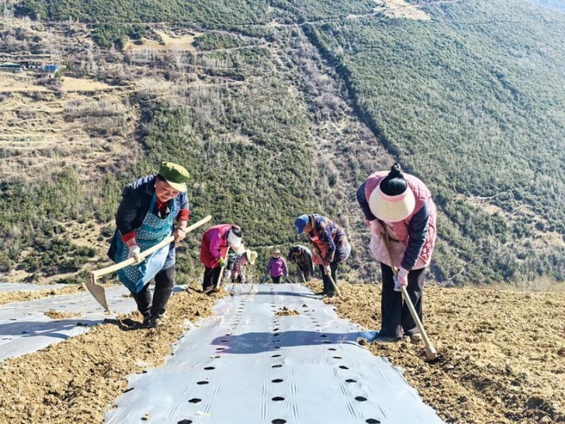小金县新桥乡水坪村大力发展高山豌豆尖等高山蔬菜产业