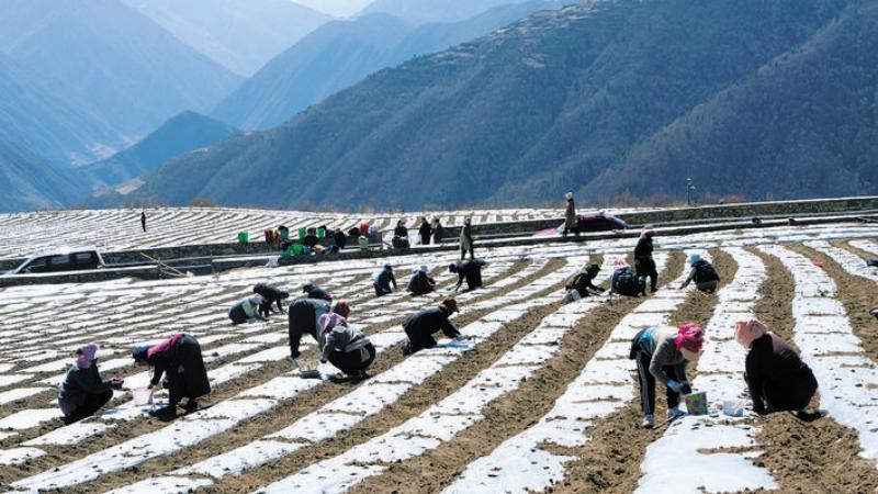 黑水县扎窝村：科技赋能当归种植